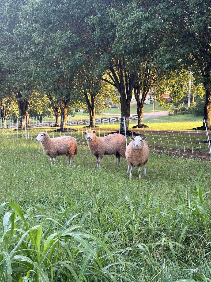 Three sheep standing in the fenced field beside the cottage on a bright morning